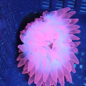 Sea-anemone species