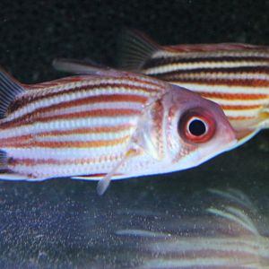 Sargocentron praslin