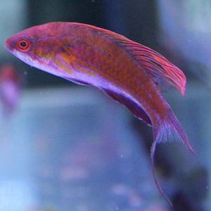 Filamented flasher wrasse - Paracheilinus filamentosus