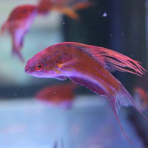 Filamented flasher wrasse - Paracheilinus filamentosus