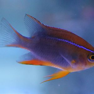 Neoglyphidodon crossi