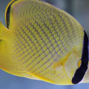 Lacticed butterflyfish - Chaetodon rafflesii