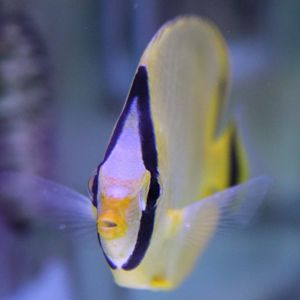 Lacticed butterflyfish - Chaetodon rafflesii