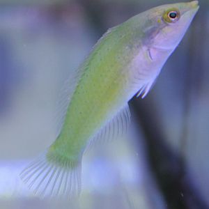 Halichoerus chloropterus