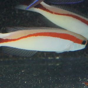 Hoplolatilus macrosi