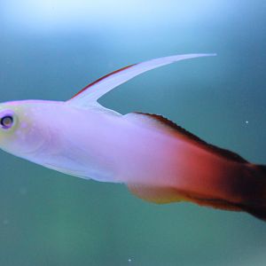 Nemateleotris magnifica