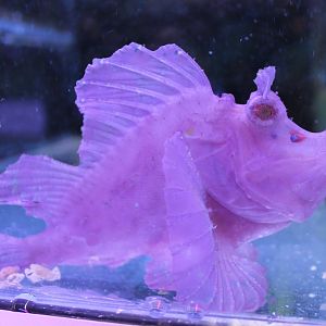 Rhinopias eschmeyeri