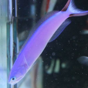 Purple tilefish - Hoplolatilus purpureus