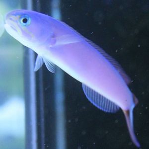 Purple tilefish - Hoplolatilus purpureus
