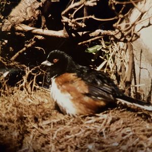 Rufous-sided towhee