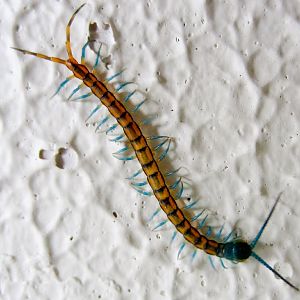 Giant Asian Centipede (Scolopendra morsitans), juvenile