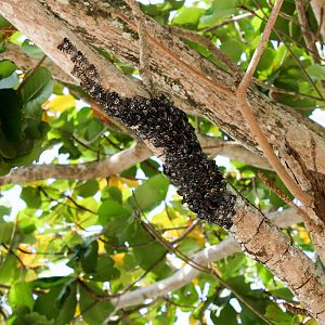 Swell Moths (Brana calopasa)