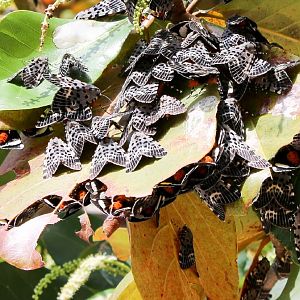 Swell Moths (Brana calopasa)