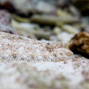 Flounder (Bothus mancus)