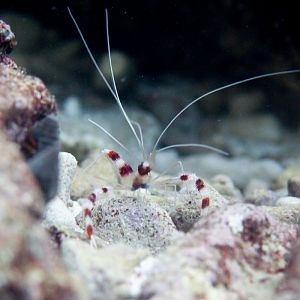 Banded Coral Shrimp