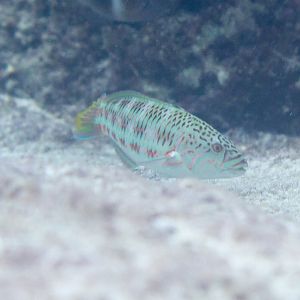Surge Wrasse, juvenile