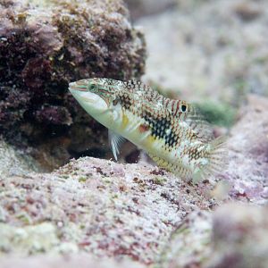 Weedy Surge Wrasse