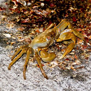 Yellow Nipper Crab
