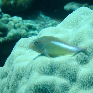 Arc-eye Hawkfish