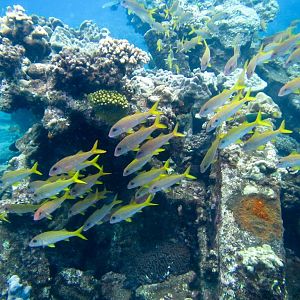 Yellowfin Goatfish