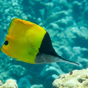 Very Longnose Butterflyfish