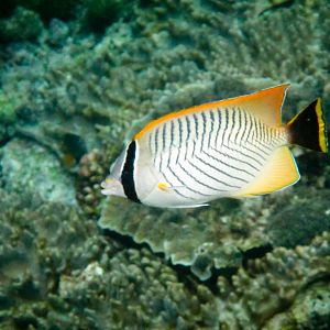 Chevron Butterflyfish