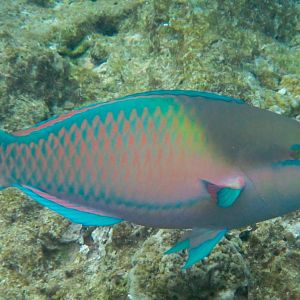 Whitespot Parrotfish, terminal phase