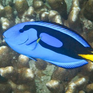Blue Tang (aka Palette Surgeonfish)