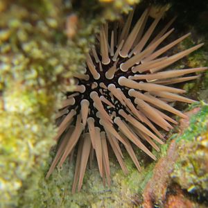 Burrowing Urchin (Echinometra mathaei)
