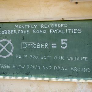 Robber Crab road toll