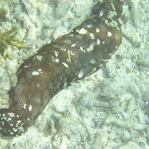 Eyed Sea Cucumber (Bohadschia argus)