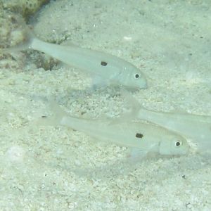 Yellow-stripe Goatfish