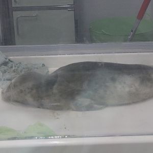 Sick Seal-pup