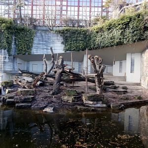 Former tiger enclosure; now temporarily home to coatis