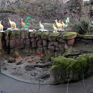 Meerkat enclosure from above
