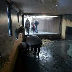 Hippotopia - Malayan tapir indoor enclosure