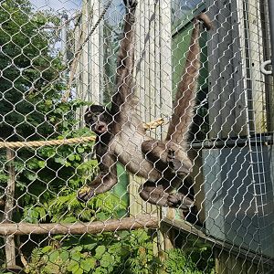 Brown Spider Monkey - Bristol Zoo - October, 2016.
