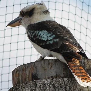 Kookaburra