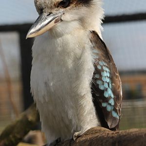 Kookaburra