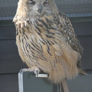 European eagle-owl