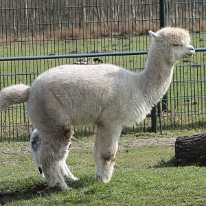 Alpaca