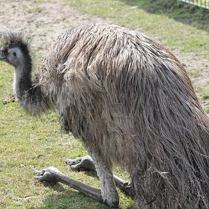 Emu