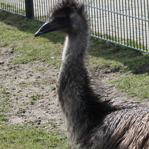 Emu