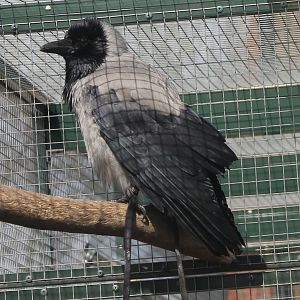 Hooded crow