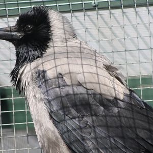 Hooded crow