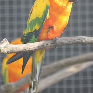 Sun conure