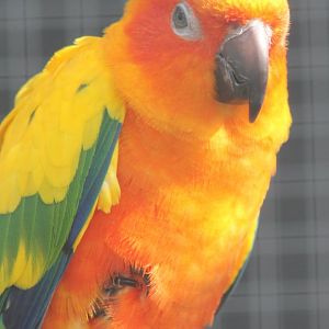Sun conure