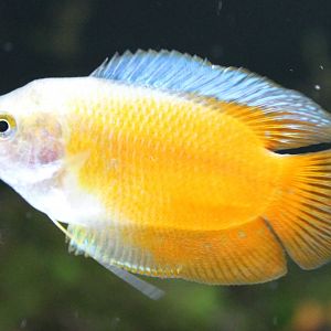 Gourami
