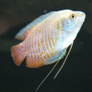 Dwarf gourami - Trichogaster lalia