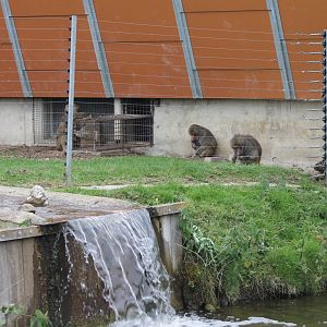 Baboon-enclosure